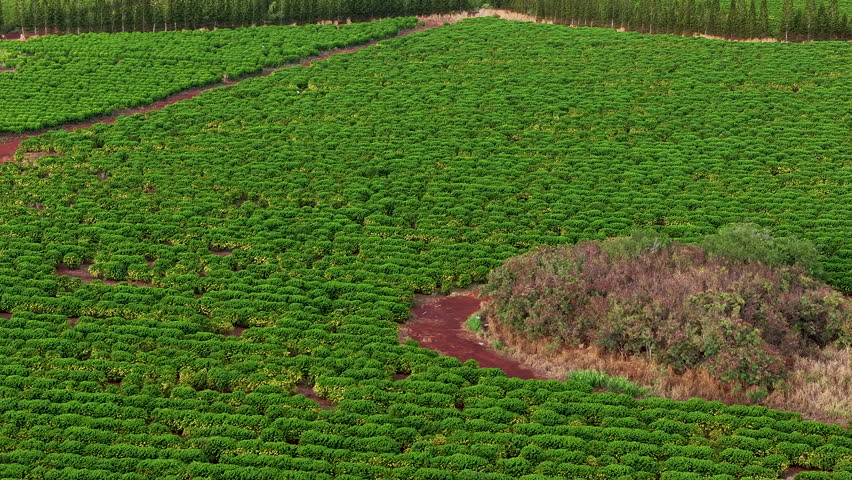 Aerial Kauai Hawaii Coffee plantation field pull 1. Coffee plantations, factories and processing plants still at to the economics of the islands. Commercial business production and sales. Farm.