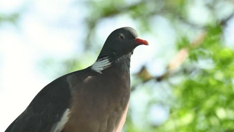 Common wood pigeon Columba palumbus, sitting in the tree, in the wild. Close up. Slow motion. ஸ்டாக் வீடியோ