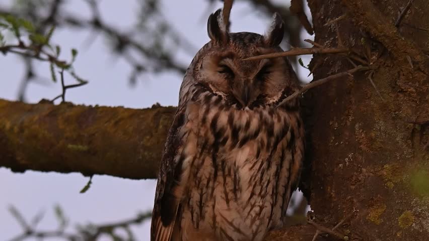 Long-eared Owl Asio Otus. The bird is resting in the wild.