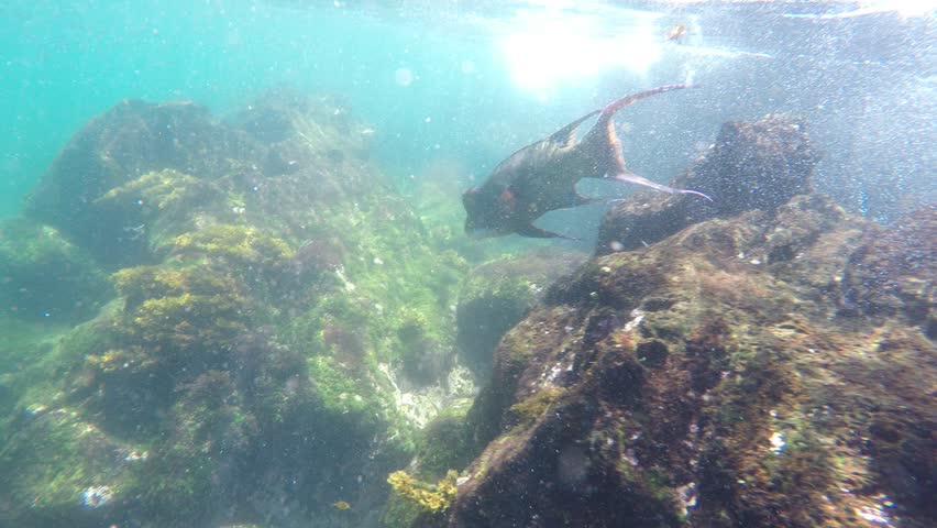 Parrot fish swimming at Punta Espinoza, Fernandina Island, Galapagos, Ecuador