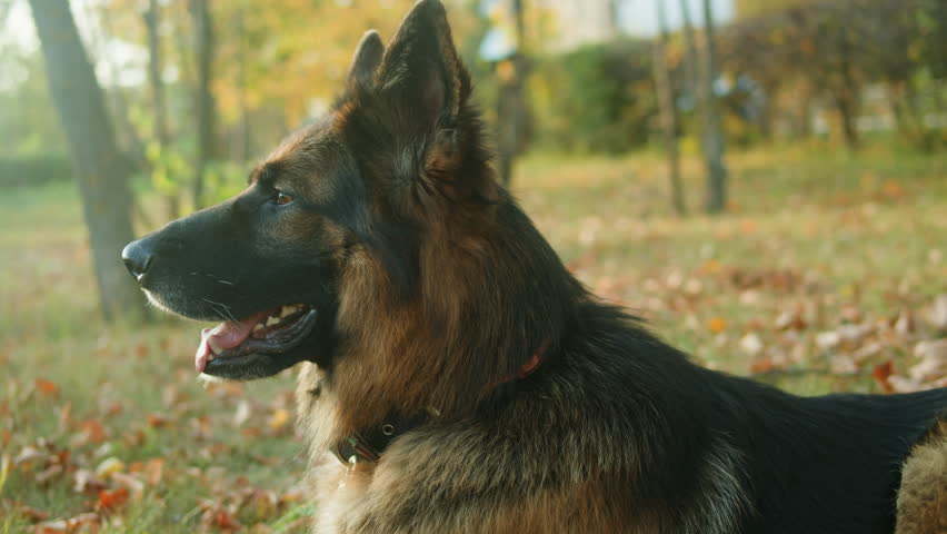 German shepherd dog portrait in the autumn park close-up. Purebred dog. Pet walking in forest. Outdoor. | Shutterstock HD Video #1112120601