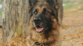 Close-up of German shepherd dog portrait on sand background in the autumn park. Purebred dog. Pet walking in forest. Outdoor. - Powered by Shutterstock - Get 15% off with code: PIKWIZARD15