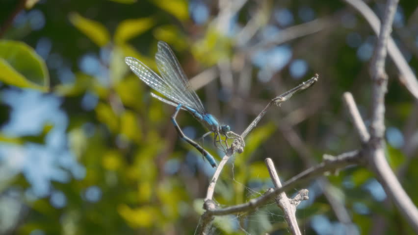 Blue dragonfly on a tree branch next to a spider web. Slow motion.