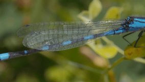 Close of of a blue dragonfly's wings. Slow motion. - Powered by Shutterstock - Get 15% off with code: PIKWIZARD15
