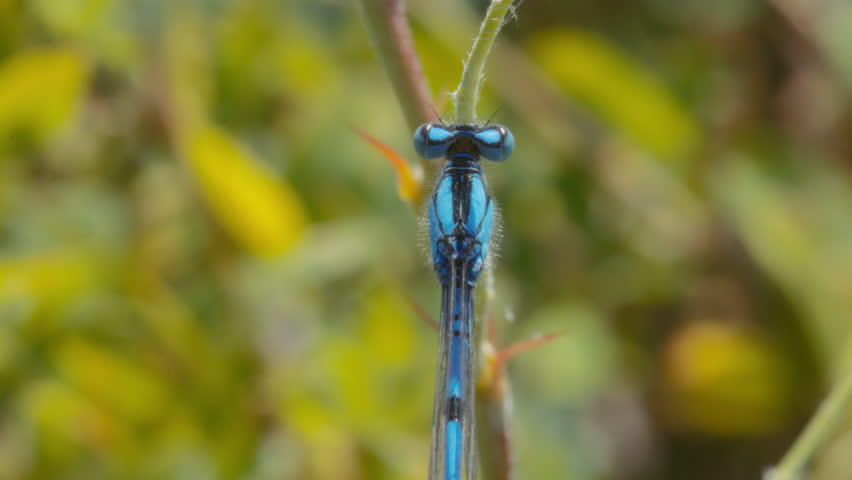 Macro top view of the blue dragonfly on the plant. Slow motion.