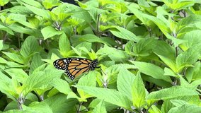 4K HD video of a Monarch Butterfly on Pineapple Sage plants, female caucasian hand reaches in and coaxes butterfly onto one finger, picking it up without touching the wings.
