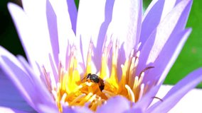 2024 New Bee pollinating a lotus 4K video