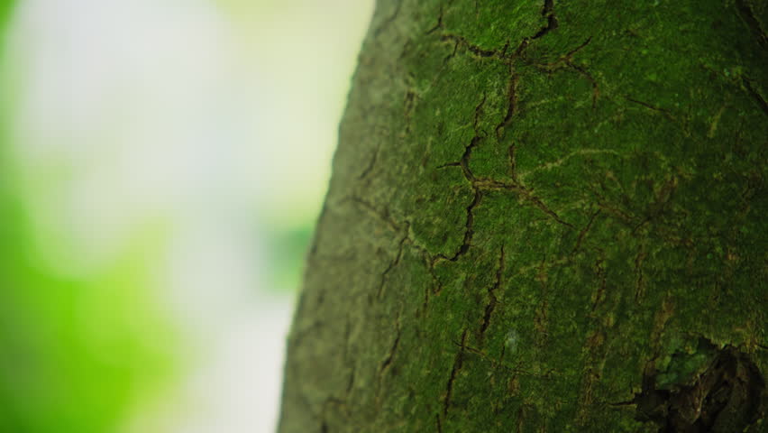 Close up shot. A tree of ants walking and running and living on the dry tree | Shutterstock HD Video #1112126959
