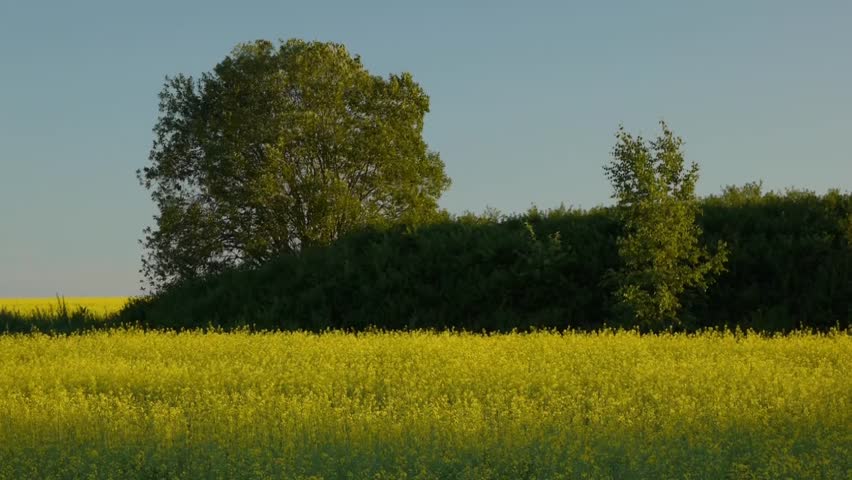 Yellow landscape