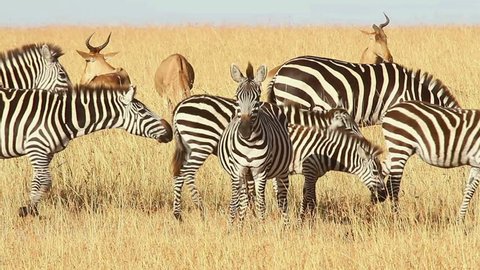 Male Impalas and Zebras eating grass, Masai Mara, Kenya
