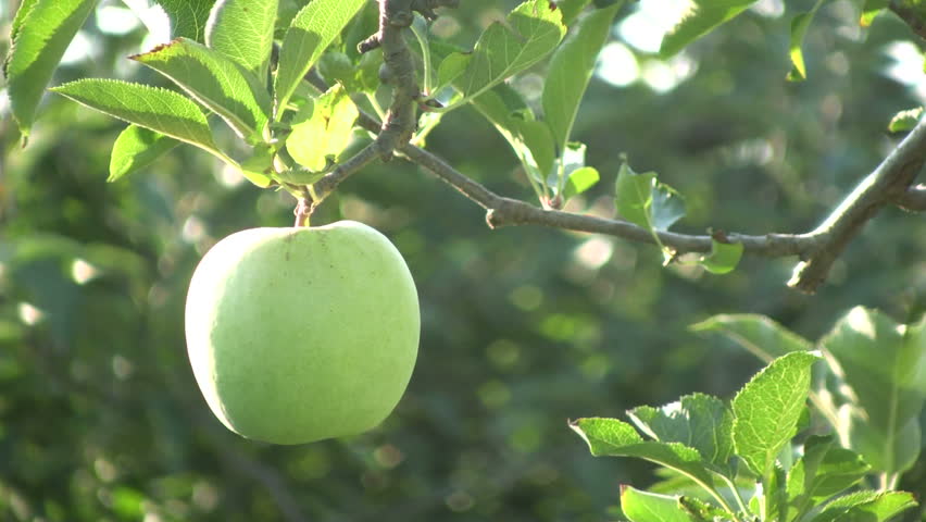 Green Apple. Agriculture.