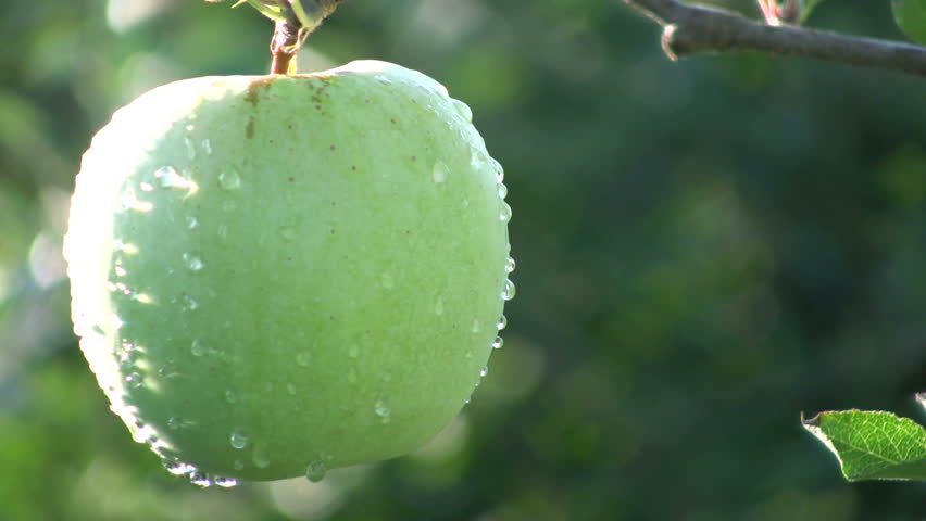 Green Apple. Agriculture.