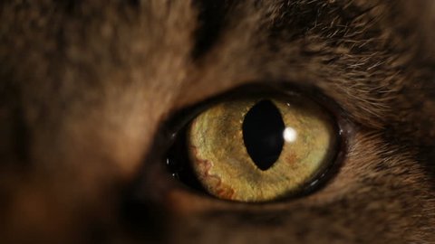 HD: extreme close-up of a cat's eye 