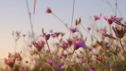 Wild flowers of pink color closeup. Desert area landscape