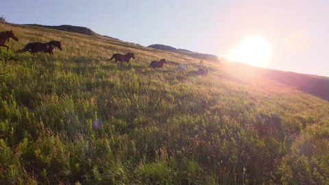 Aerial Herd Of Wild Horses Running On Hill Toward Sunset Mountain View Close Fly By Animal Life Wildlife Adventure Travel
