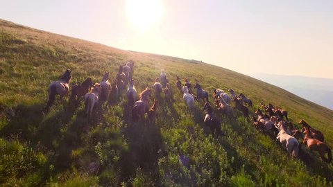 Wild Horses Herd Running On Meadow Aerial Fly Over Spring Mountains Nature Wild Life Beauty Animals Stallions Galloping Sunset Shining Adventure Freedom Ecology Concept 