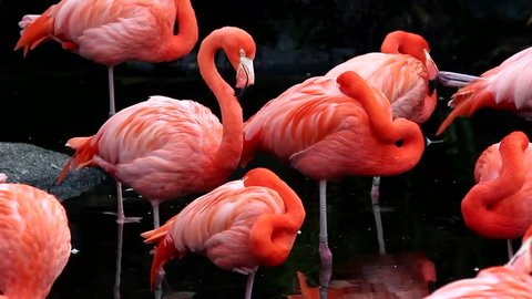 Group of pink flamingos at the zoo. Argentina
Flamingos, two different video shots in one video footage: film stockowy