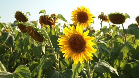 Sunflowers On The Field