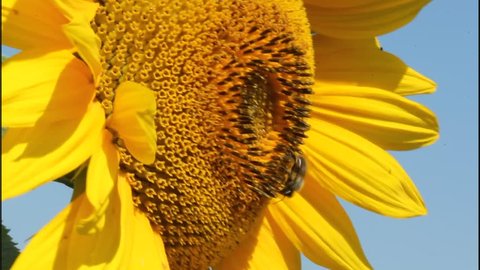 Bees and sunflowers. Bees and bumblebee collect nectar and pollen from flowers of sunflower.
