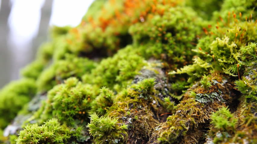 green moss, macro
