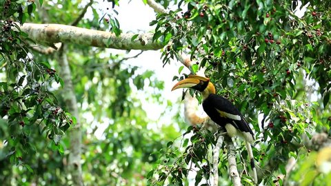 Close up side view of Great hornbill (Buceros bicornis) in nature at Khaoyai national park,Thailand