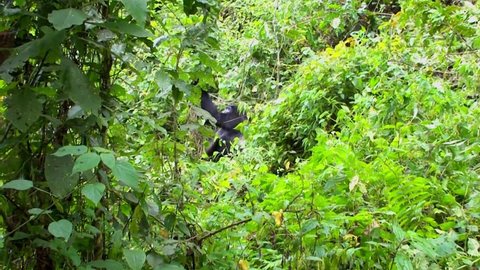 One of the most endangered animals, a great silverback Mountain Gorilla, in the Bwindi National Park in Uganda, at the borders of Uganda, the Congo Democratic Republic and Rwanda.
