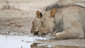 Pair of a African lions (Panthera leo) drinking at waterhole, Kalahari desert, South Africa