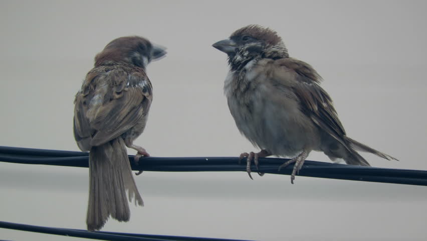 Two birds on wire
