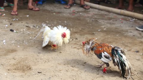 Roosters circling and attacking each other at cockfight in Ubud, Bali, Indonesia