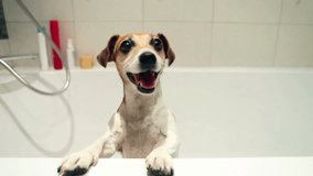Dog in the bathroom. Wash and smiling