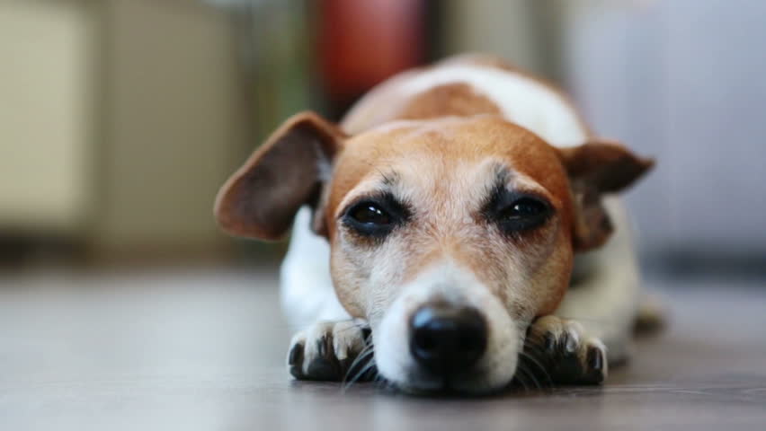 Sad store jack russell