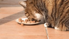 tabby cat feeding canned food outside

