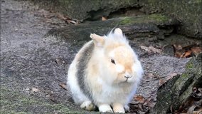 Bunny in nature, pets, farm
