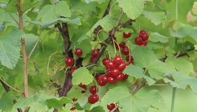 red currants on the bush, Ribes rubrum