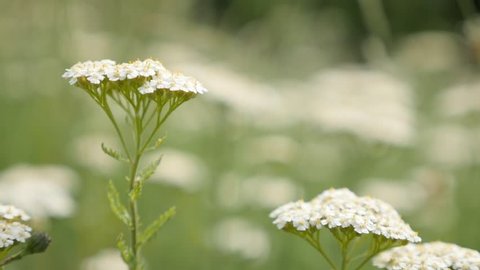 Achillea millefolium herbal plant outdoor natural slow motion 1080p FullHD footage - Common yarrow in the field slow moving 1920X1080 slow-mo HD video