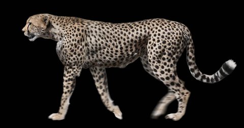 Isolated Cheetah cyclical walking. Can be used as a silhouette.