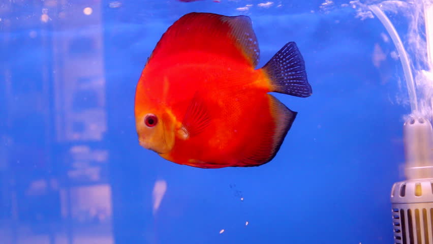 orange aquarium fish