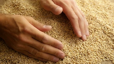 scoop rice husks palm hand cultivation Stok Videosu (%100 Telifsiz) 1060337...