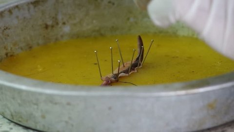 Earthworm Dissection Stock Video Footage 4k And Hd Video Clips Shutterstock