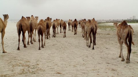 A large herd of camels walking on a public beach on a stormy day during the Monsoon in Salalah in Oman