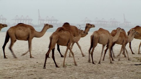 A herd of brown camels walk along a beach in Salalah with a large port visible in the distance