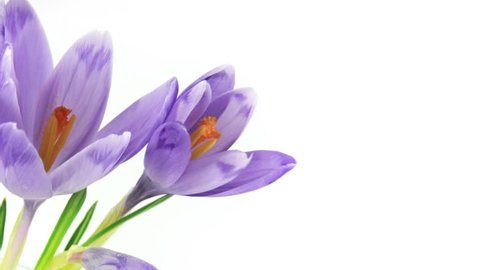 Timelapse blooming crocuses isolated on white. HD 1080p, 30fps, brightness stabilized - no flickering.