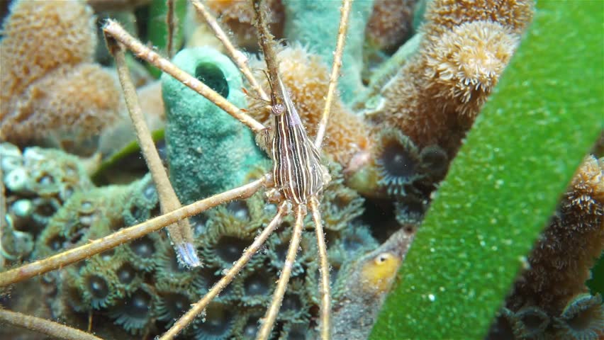 Underwater life, close-up video of a yellowline arrow crab, Stenorhynchus seticornis, Caribbean sea, Mexico