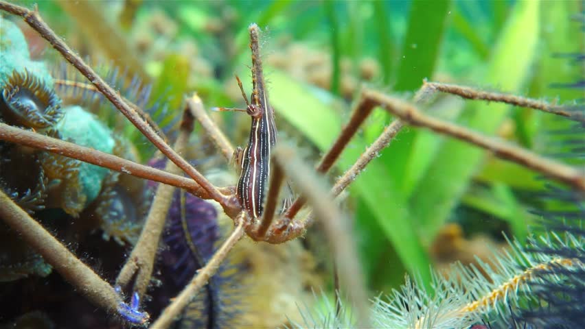 Marine life, close up video of a yellowline arrow crab, Stenorhynchus seticornis, underwater in the Caribbean sea
