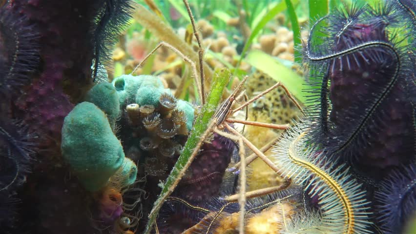 Underwater marine life, a yellowline arrow crab, Stenorhynchus seticornis, in the Caribbean sea
