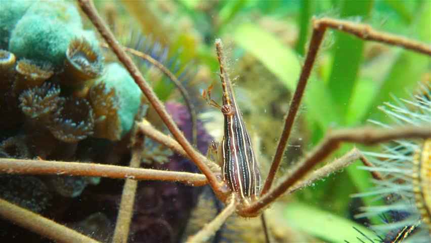 Underwater creature, close-up of a yellowline arrow crab, Stenorhynchus seticornis, Caribbean sea, Panama