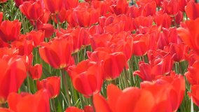 4K Tulips Blowing in the Wind. UHD stock video