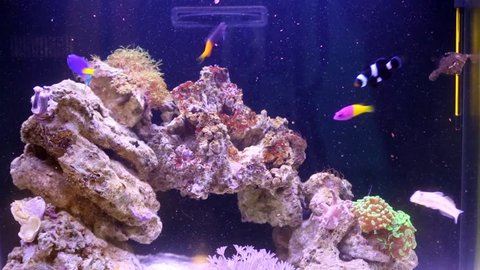 Fishes, anemones, shrimps on rock at bottom of marine aquarium.