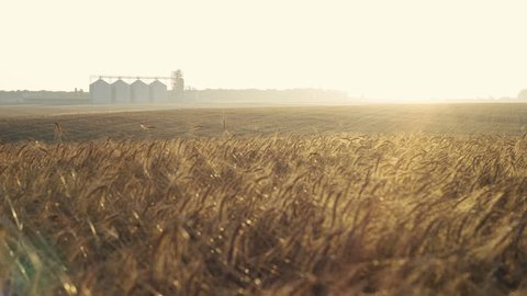 Sunrise over the wheat field of ripe wheat and silage barrels 4K