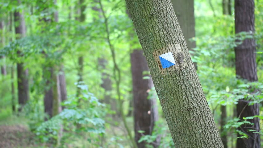 Trail sign painted on tree bark. Full HD 1920x1080
